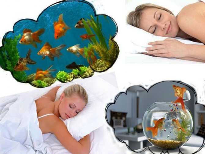 К чему снится аквариум женщине или мужчине — 135 толкований из разных сонников