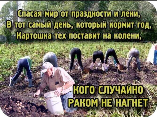 К чему снятся кабачки на грядке женщине