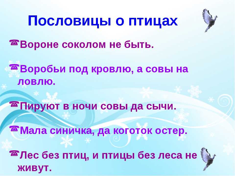 10 популярных птиц, что могут нести плохие приметы: каких птиц опасались?