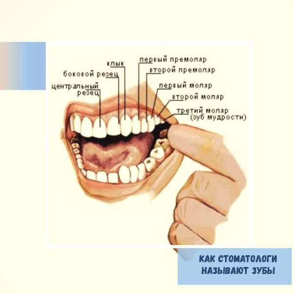 Нижняя восьмерка зуб на схеме