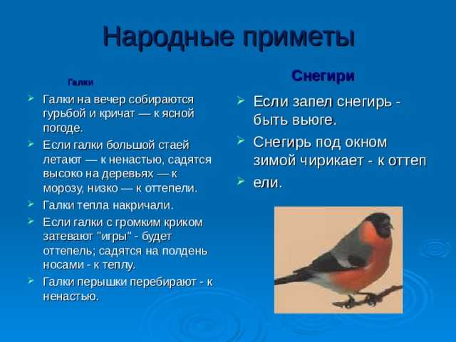 Тип развития снегиря какой характерен изображенного на рисунке 1
