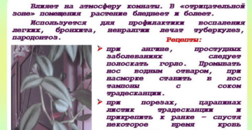 Комнатное растение традесканция: уход в домашних условиях, фото и полезные свойства