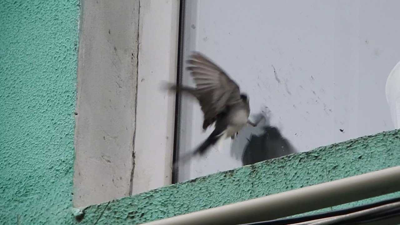 Врезалась птица и улетела к чему. Птица врезалась в окно. Птицы на окна. Птица врезалась в стекло. Птичка ударилась в окно.
