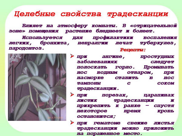 Традесканция рео: приметы и суеверия, связанные с цветком