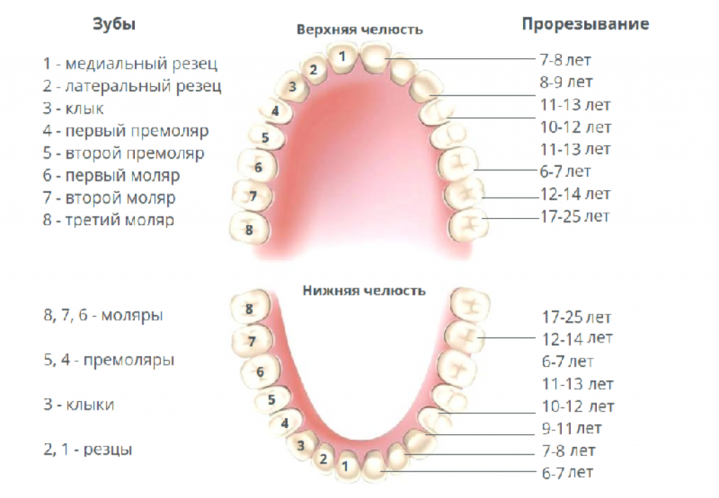 Кутние зубы это какие фото