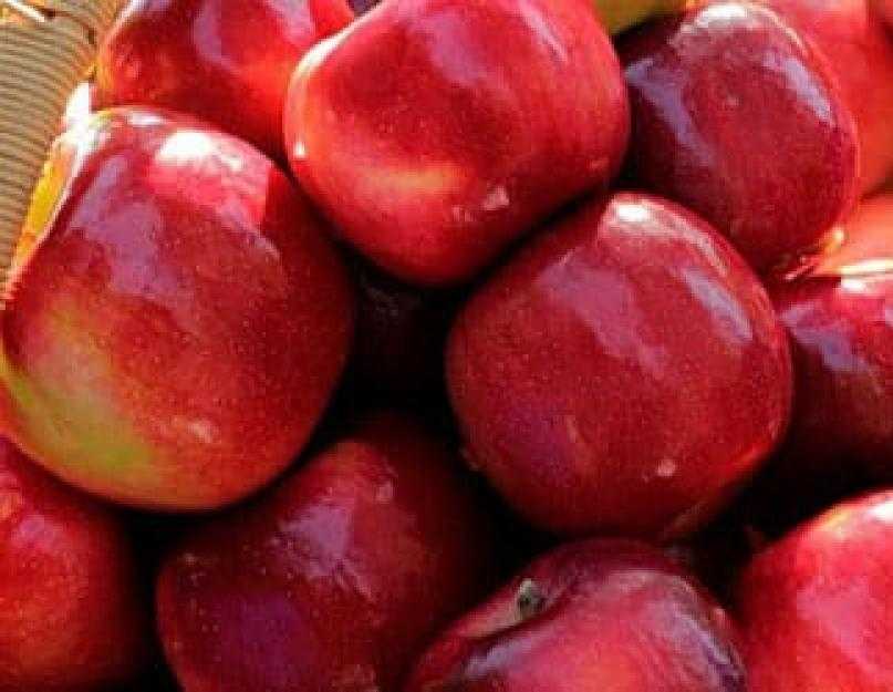 Сонник яблоки собранные. Красные яблоки во сне. Яблоки во сне для женщины. Сон большие красные яблоки. К чему снится яблоки на дереве красные.