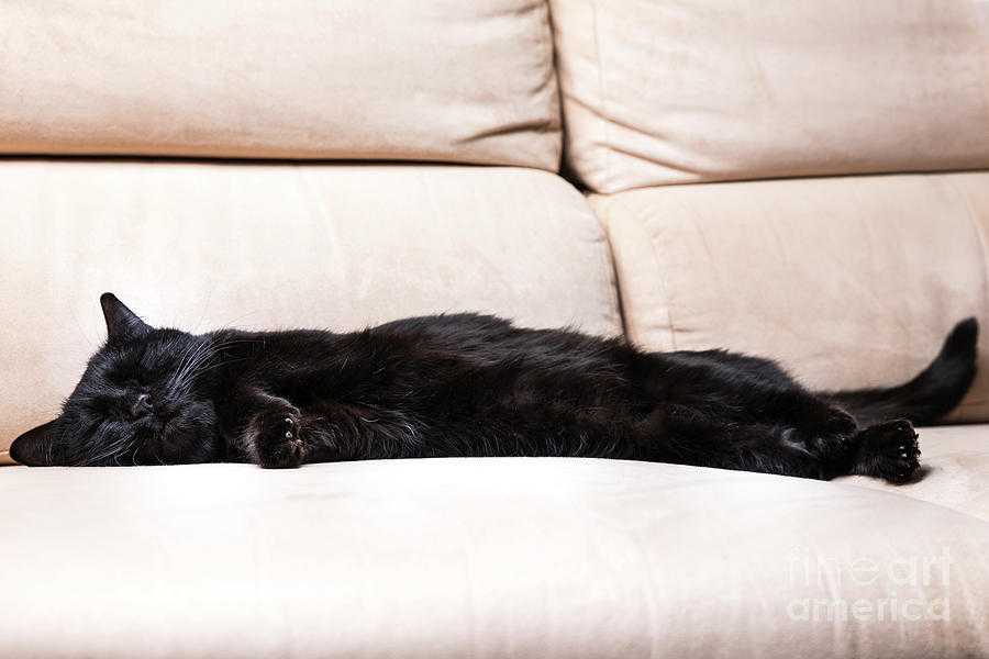К чему снится черный кот. сонники про черного кота во сне женщины