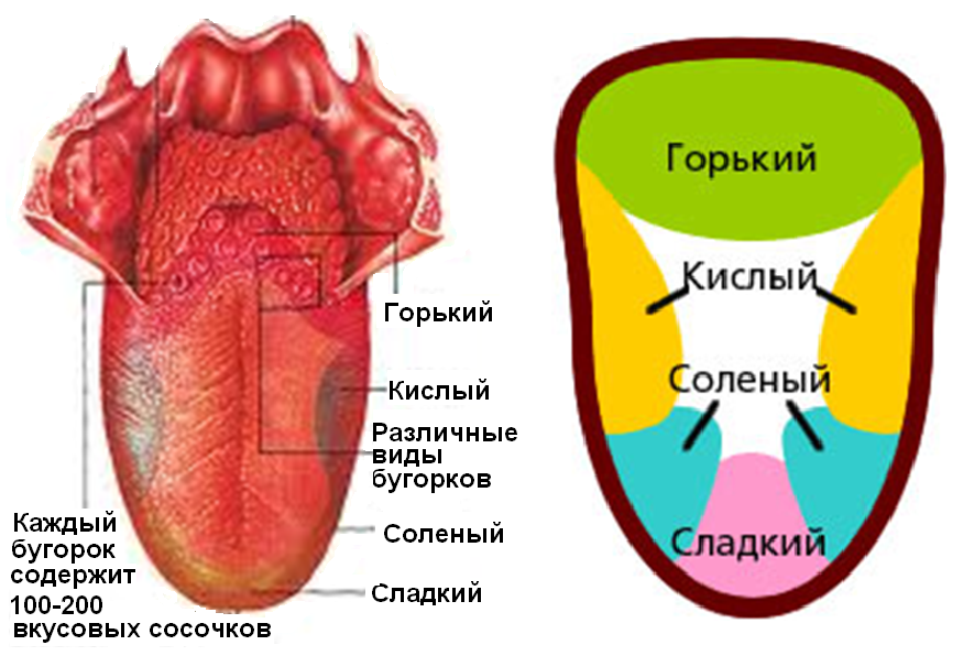 Вкусовой анализатор анатомия схема