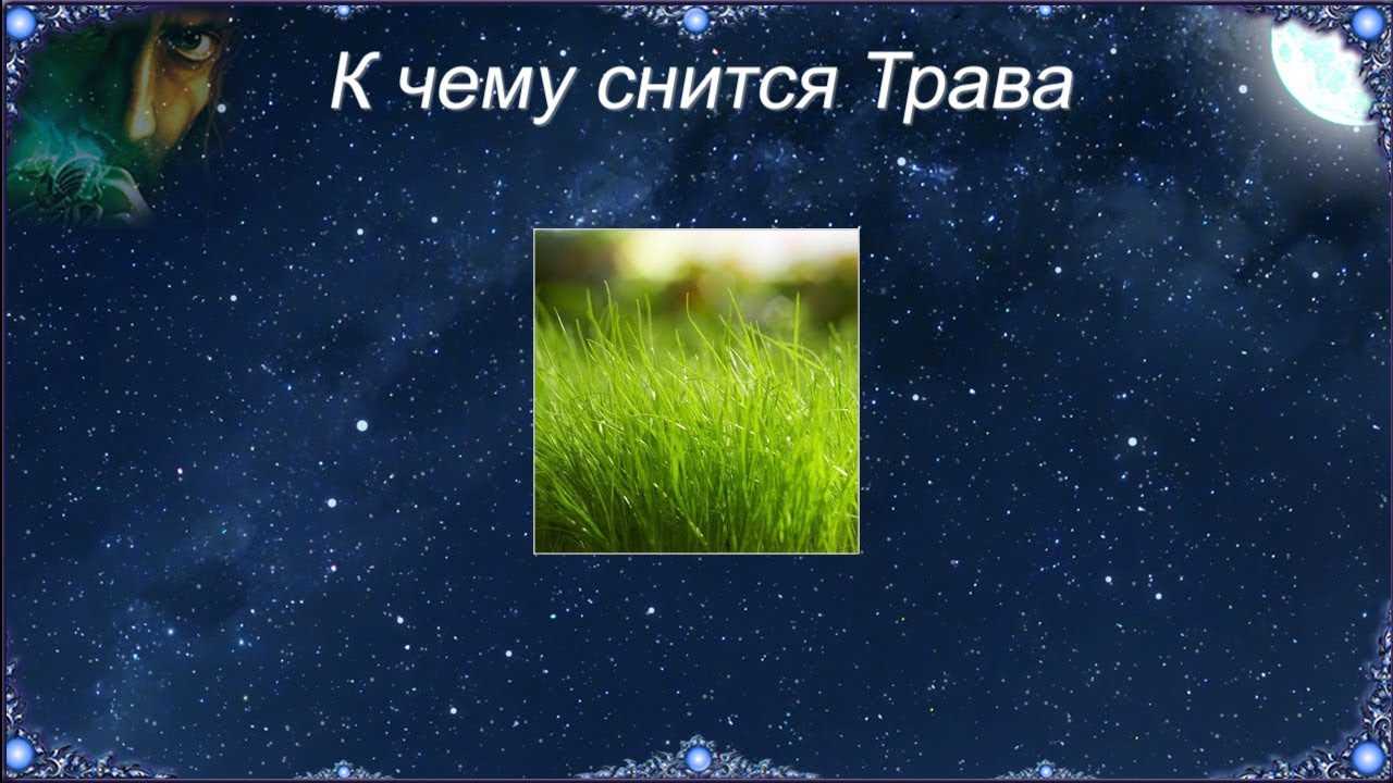 К чему снится зеленая вода. Снится трава. Снится зеленая трава. Сниттрава. Приснилась трава зеленая к чему.