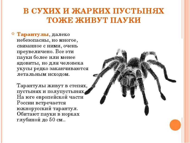 Сообщение о пауках. Презентация на тему паук Тарантул. Доклад на тему пауки. Рассказ о паукообразных. Тарантул ядовитый для человека.