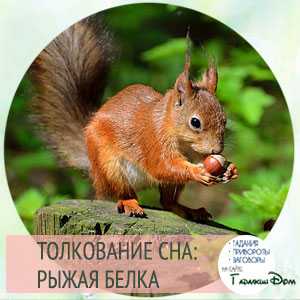 К чему снится белка - влияние подробностей на трактование