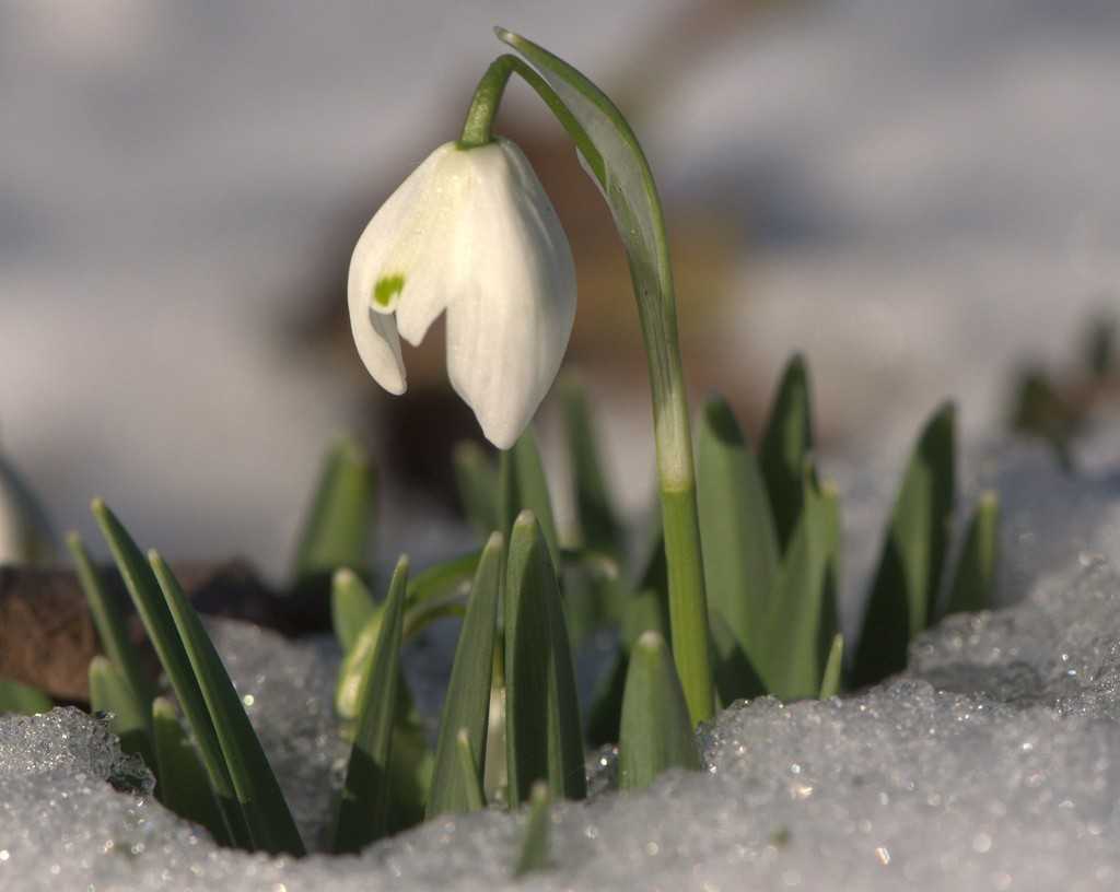 Первые подснежники картинки. Подснежников (Galanthus. Подснежник Борткевича. Подснежник адонис. Пролеска Крокус Галантус.