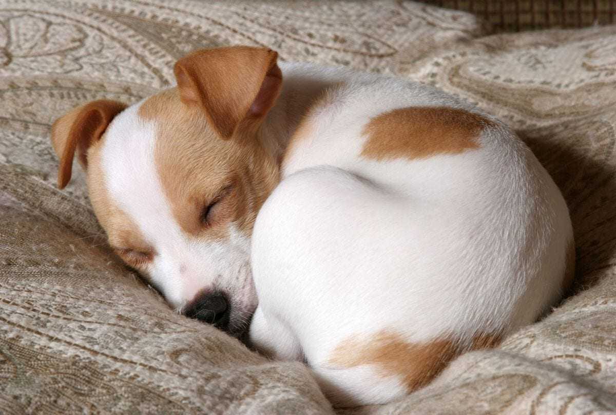 Собака в наших снах – толкование сновидений с собакой
