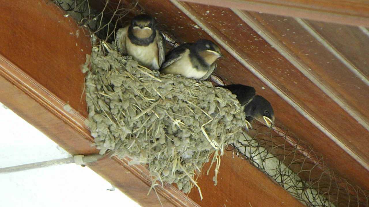 Гнезда птиц под крышей дома. Гнездо ласточки под крышей. Ласточка касаточка гнездо. Гнездо ласточки под крышей дома.