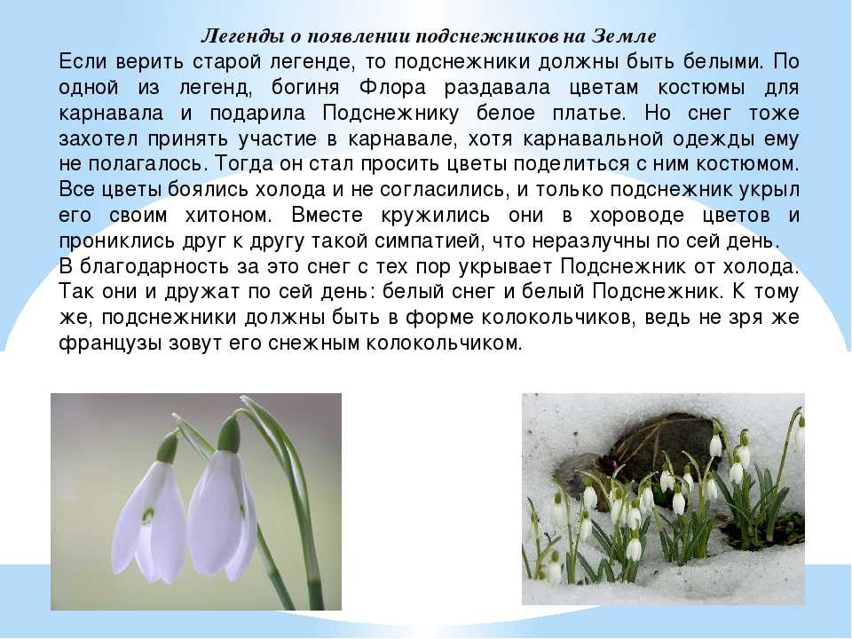 Сонник белые подснежники, к чему снятся белые подснежники во сне