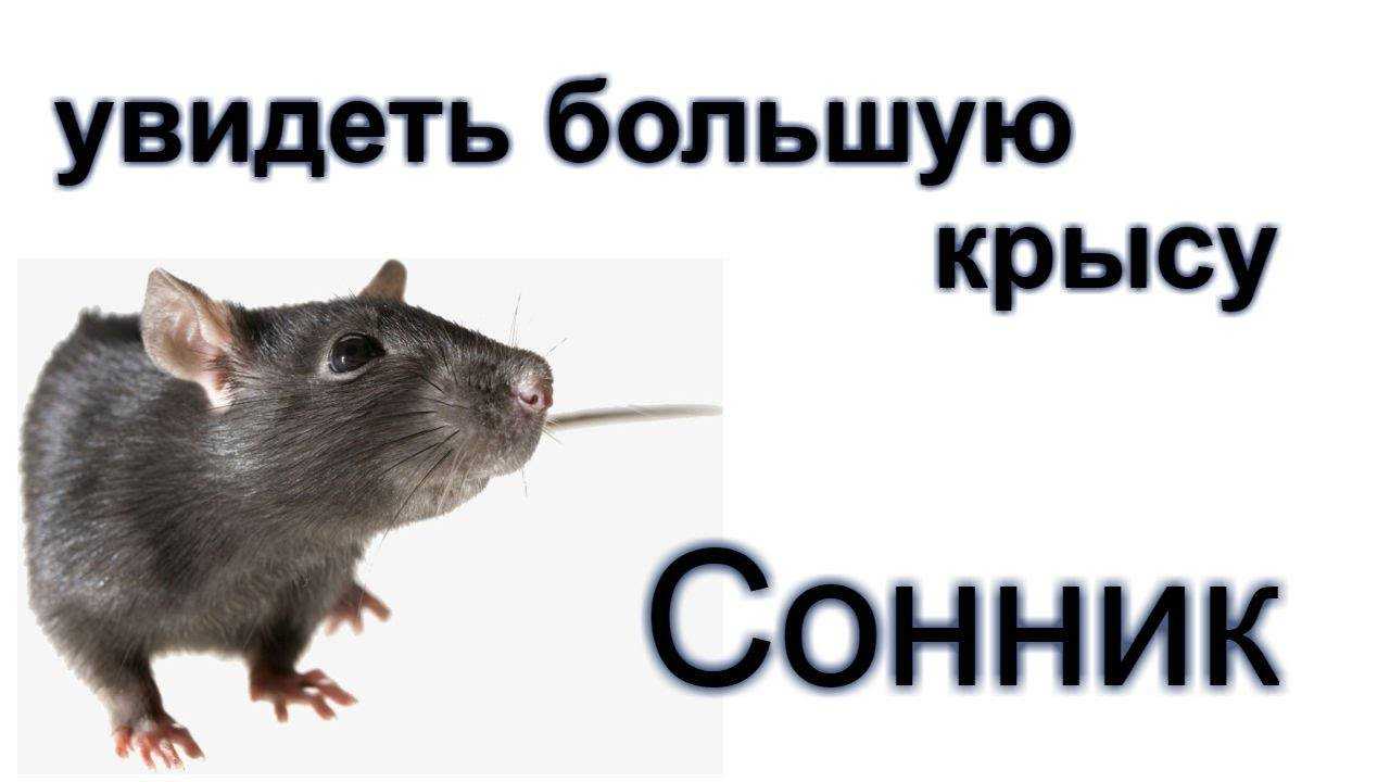 К чему снится крыса – объяснение значения сна