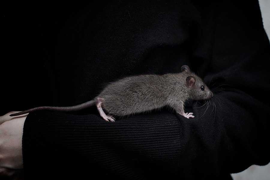 Серая мышь читать полностью. Серая мышь. Мышь серая Дикая. Маленькие крысы Дикие. Маленькие крыски.