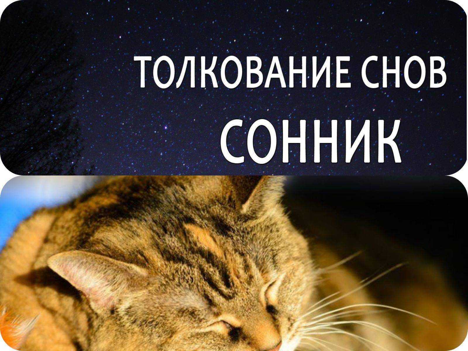 🍀 к чему снятся кошки (черные, белые, рыжие и так далее) — толкование сна по различным сонникам