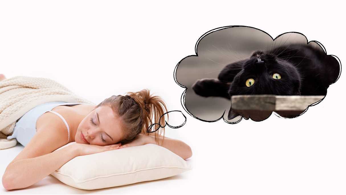 К чему снится черный котенок? сонник - черный котенок во сне.