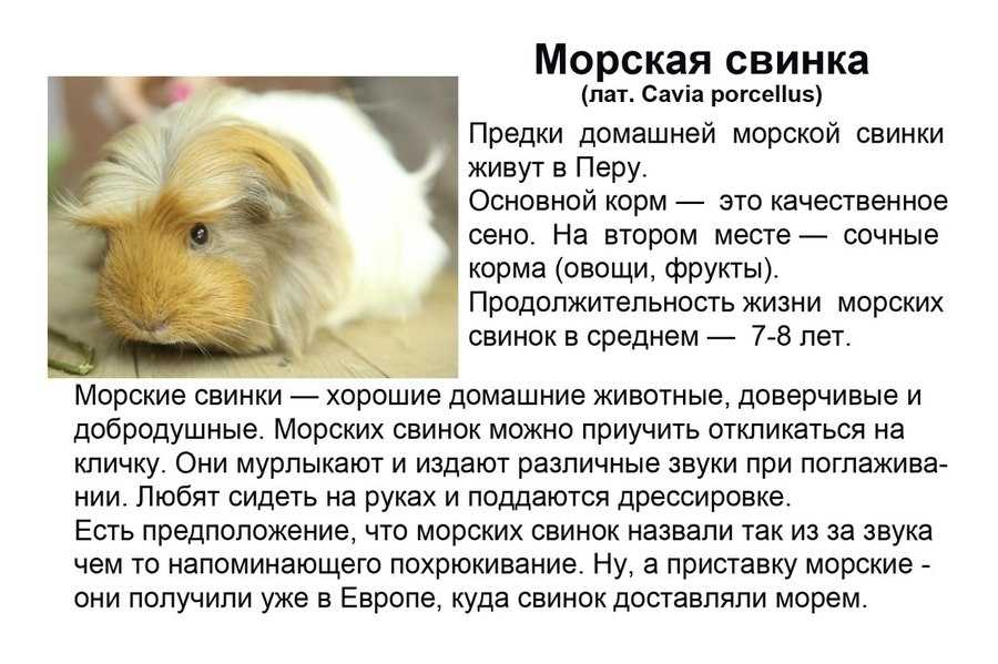 К чему снится морская свинка – значение по соннику для женщин и мужчин