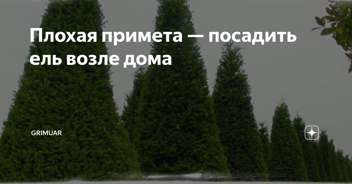 Почему нельзя сажать ёлки, ели на участке: примета: мнение учёных