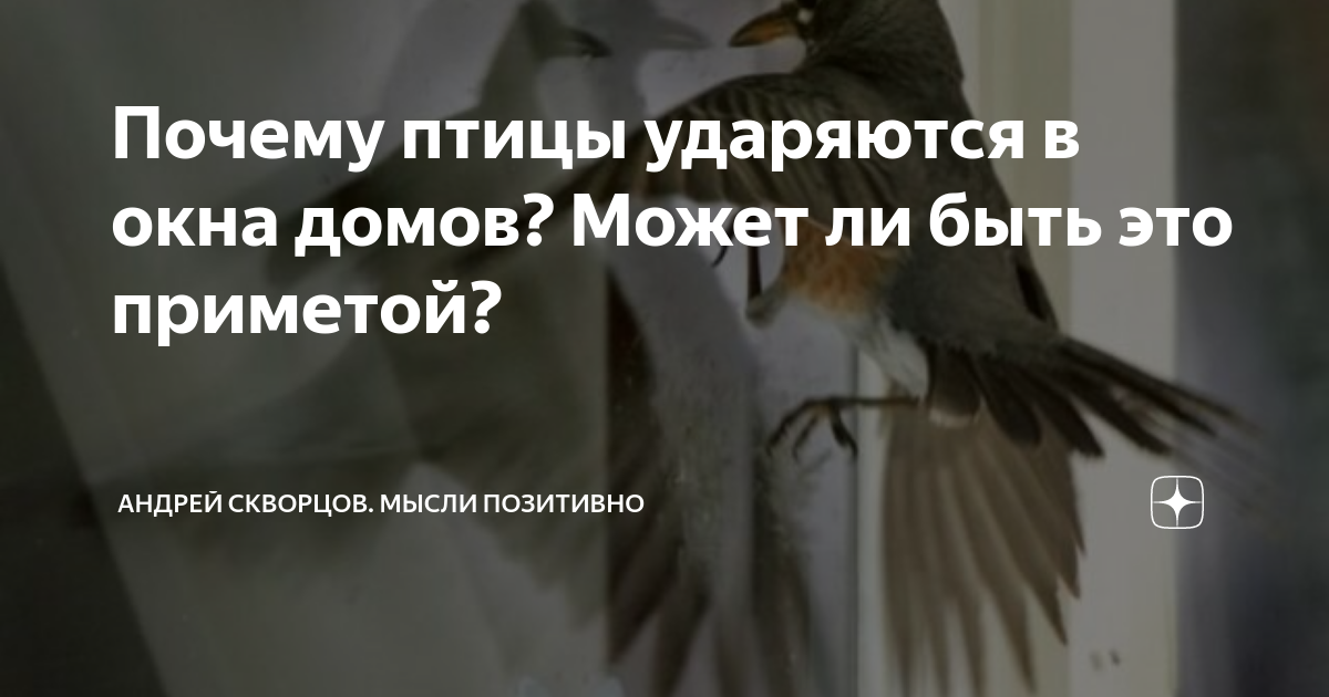 Примета голубь ударился в окно и улетел, бьется, врезался: к чему это