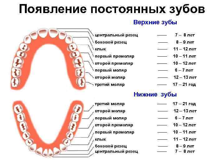 36 и 46 зубы это какие фото