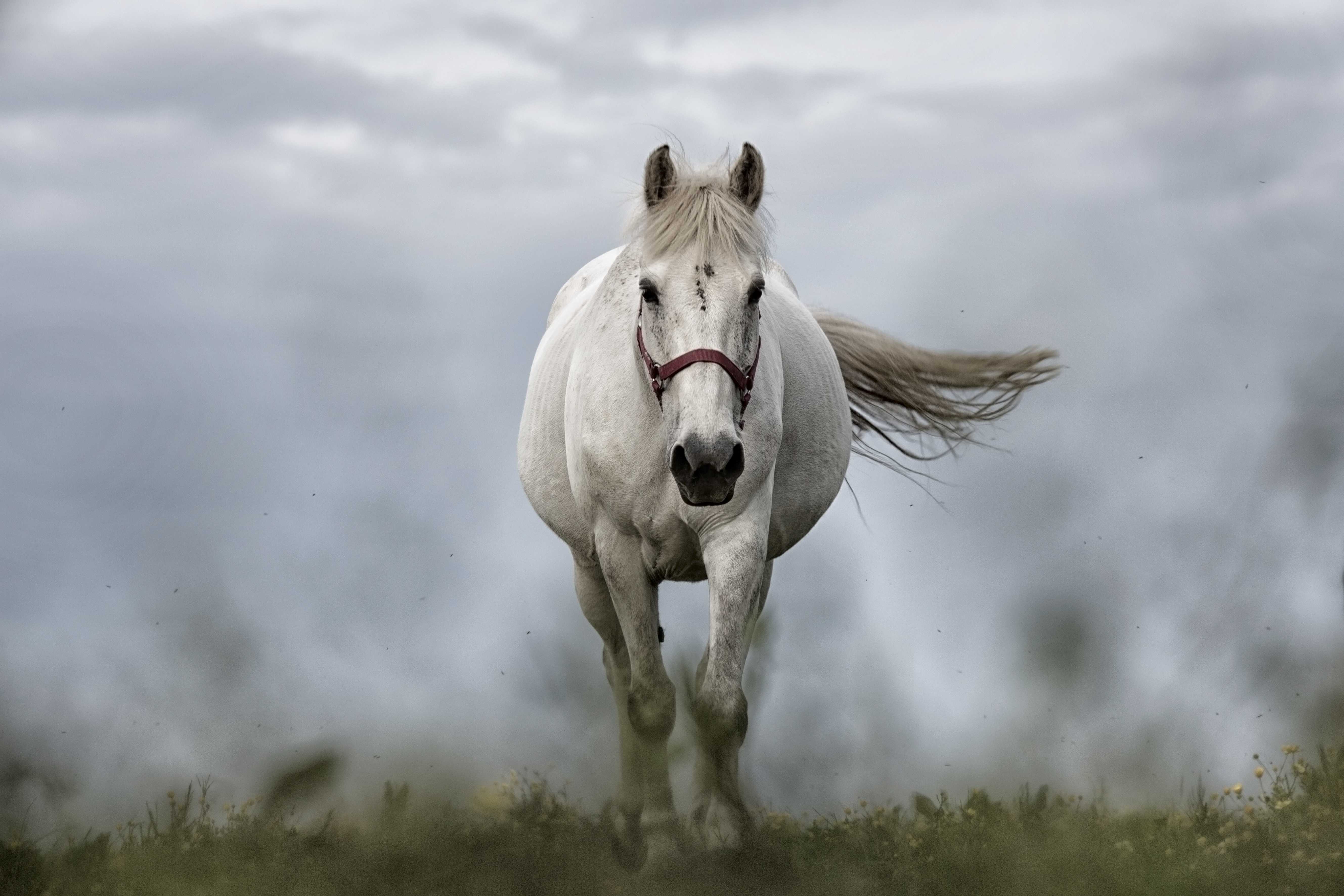 Приснилась белая лошадь — толкование сна по сонникам