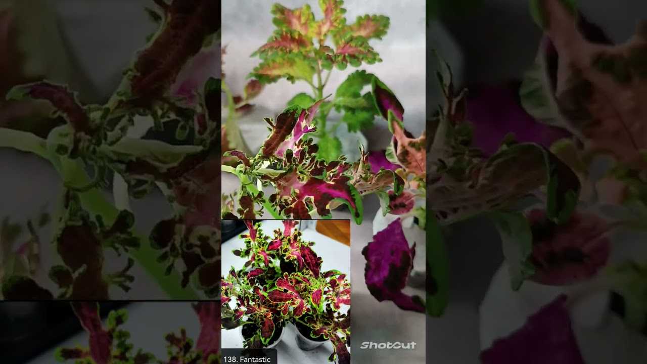 Колеус - уход в домашних условиях, фото сортов, приметы и суеверия связанные с цветком