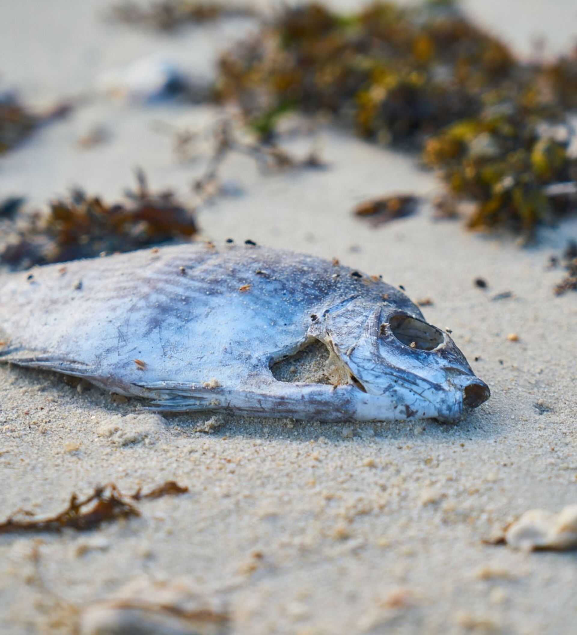 Сон мертвые рыбки. Кислородное голодание у рыб. Рыба на Песчаном пляже.