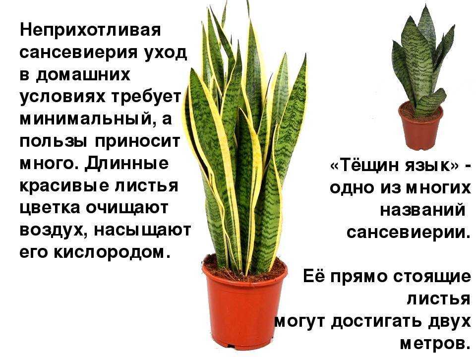 Сансевиерия ("тещин язык", "щучий хвост"): как цветет, особенности ухода, приметы