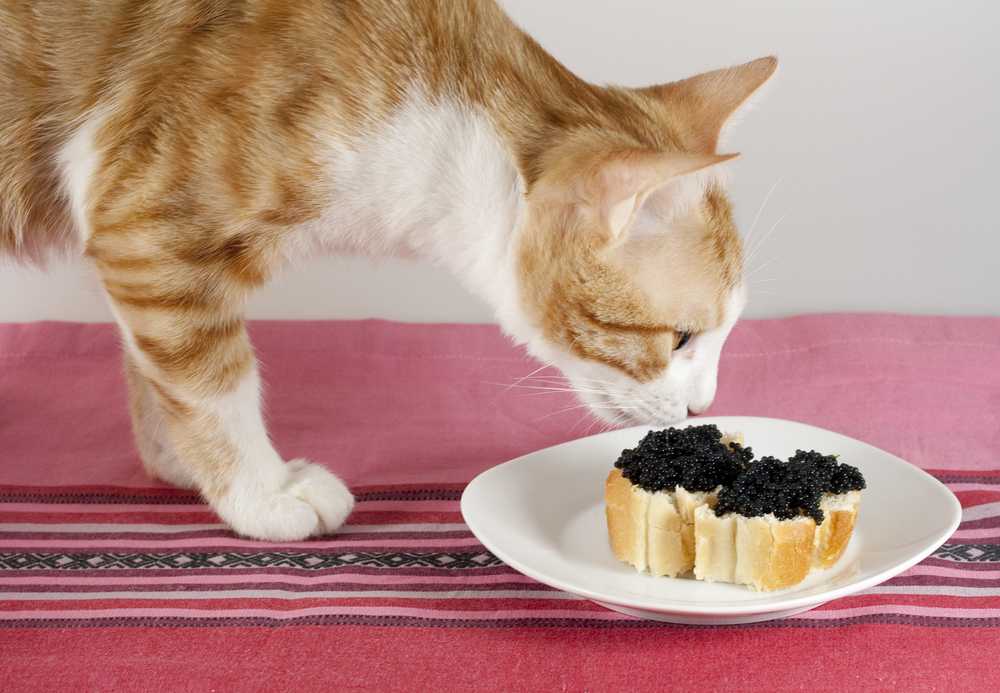 Полу голодный. Кошка кушает. Привередливый кот. Еда для кошек. Кошка завтракает.