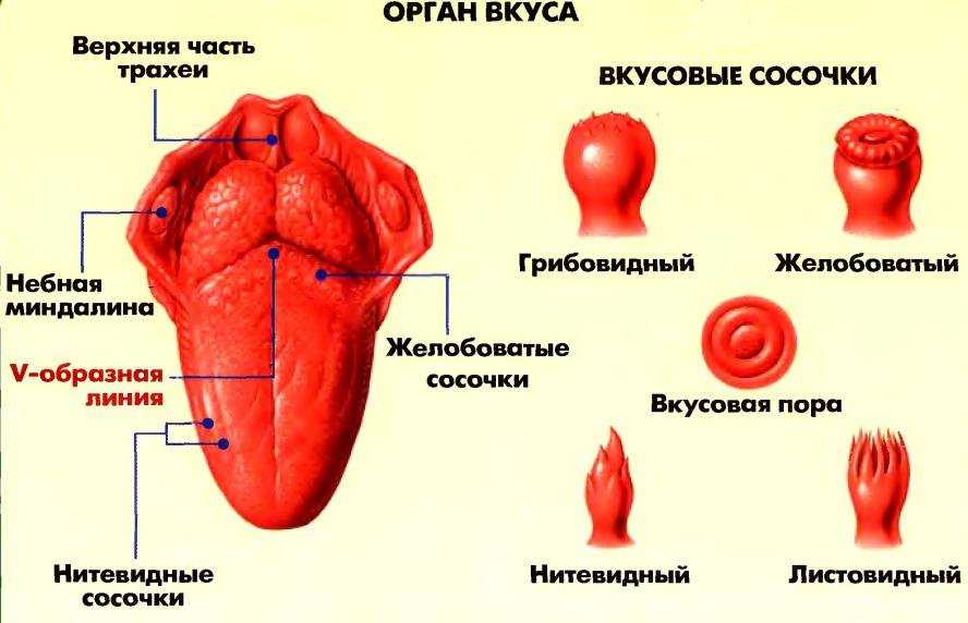 Откуда пришло понятие хара и что оно обозначает Что даёт развитая хара, способы её активации: правильное дыхание, медитация