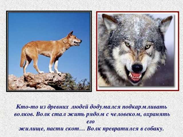 Белый волк 🐺 во сне - топ 40 толкований ✨ по сонникам: к чему снятся женщине и мужчине стая больших хищников, которые нападают, животные с голубыми и красными глазами