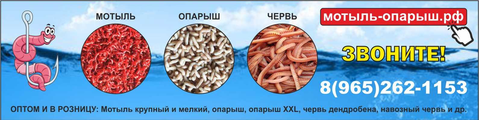 Как расшифровать сон про опарышей — 40 толкований