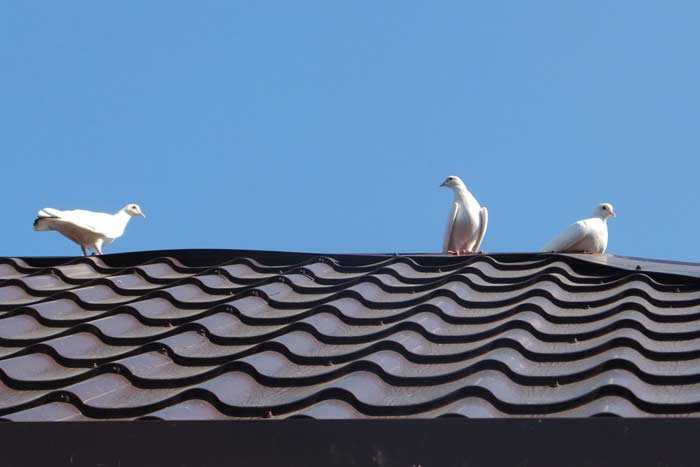 Белые птицы кружат над крышами слушать
