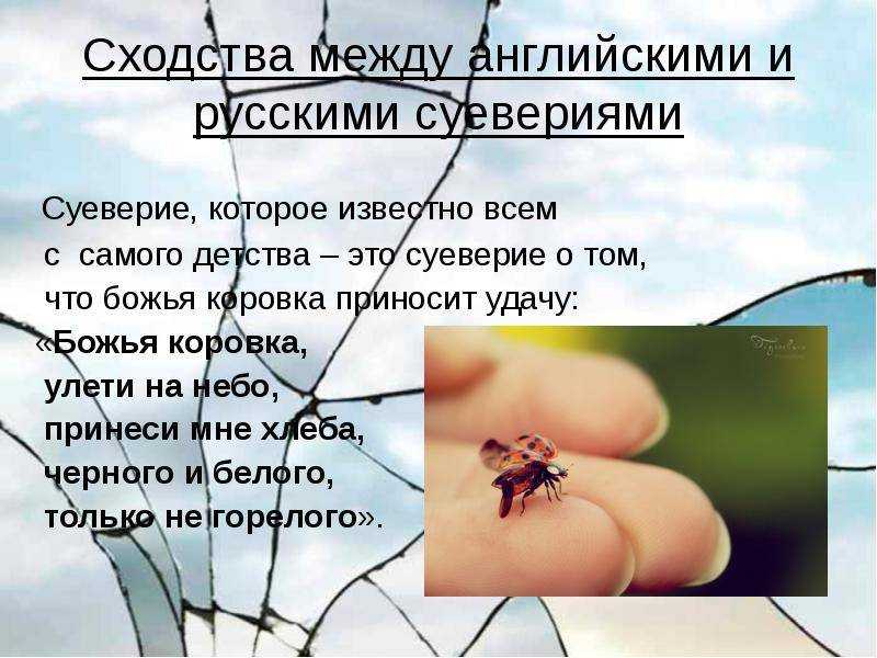 Что сулит примета, когда божья коровка залетела в ваш дом?
