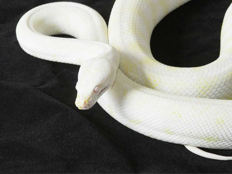 Во сне видела белый змей