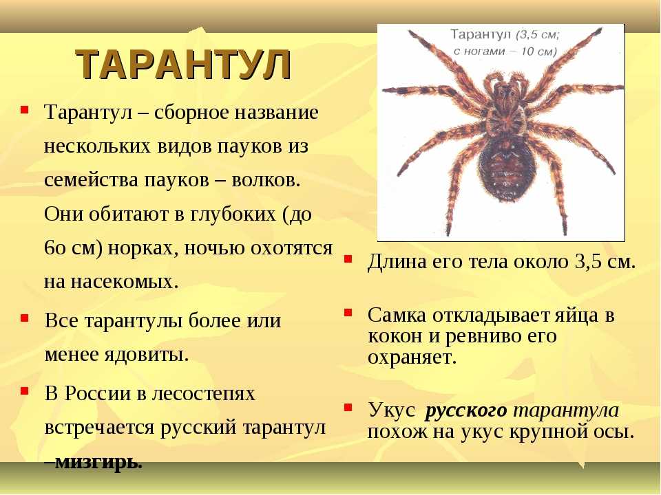 Паук тарантул презентация