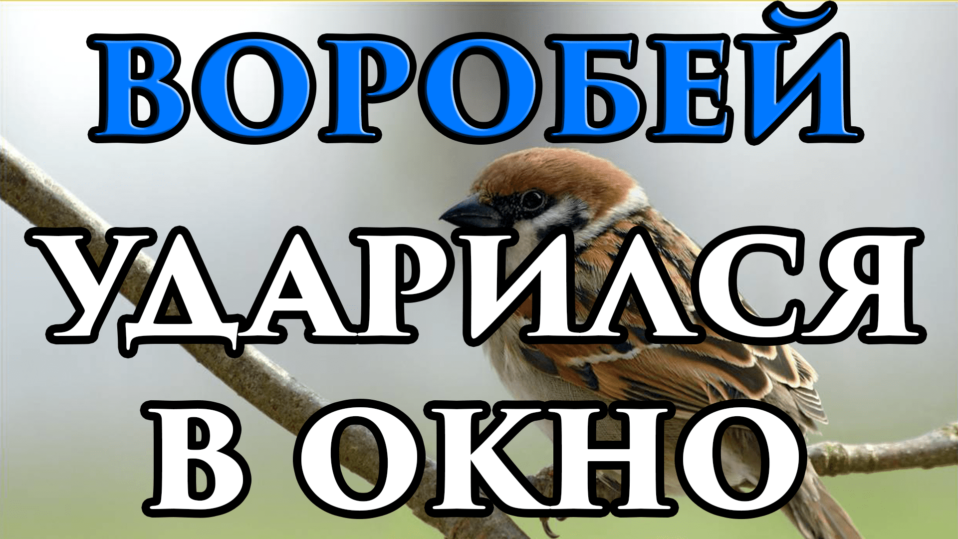 Врезалась птица и улетела к чему. Воробей ударился в окно. Воробей стукнулся в окно. Воробей врезался в окно примета. Воробей в окно ударился примета.