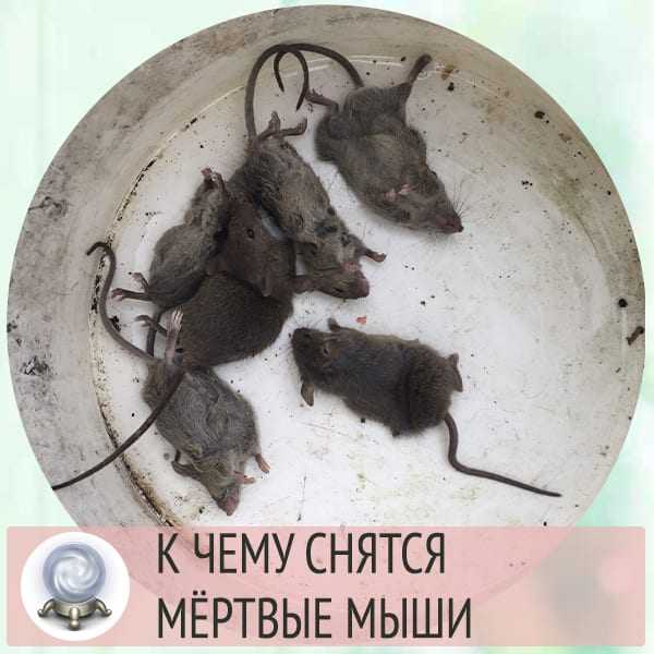 К чему снится живая крыса. К чему снится мертвая мышь. Приснились мертвые мыши. К чему снятся мыши женщине.