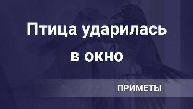 К чему дома стучится птица в окно и что с ней делать