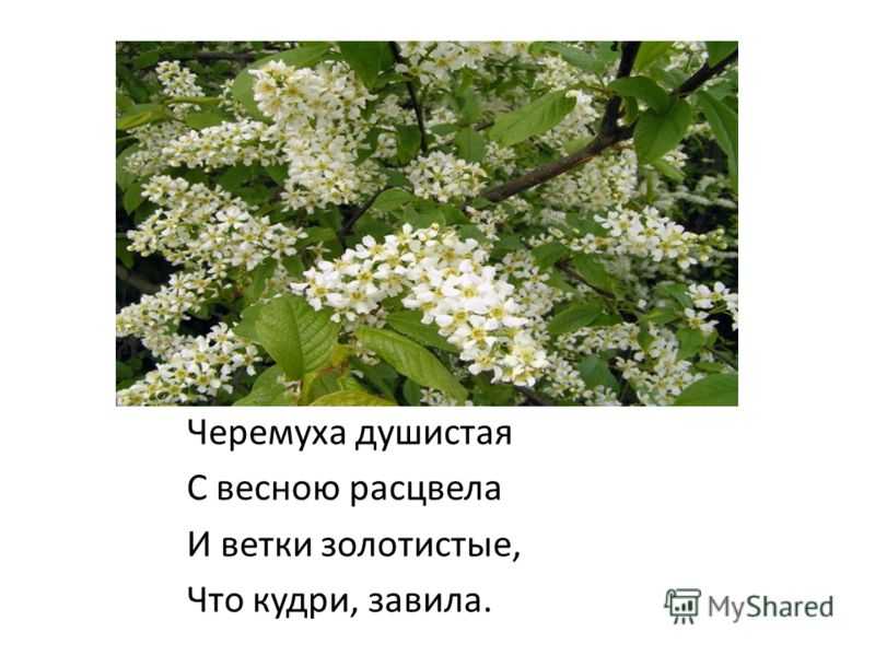 Черемуха душистая с весною расцвела рисунок к стихотворению