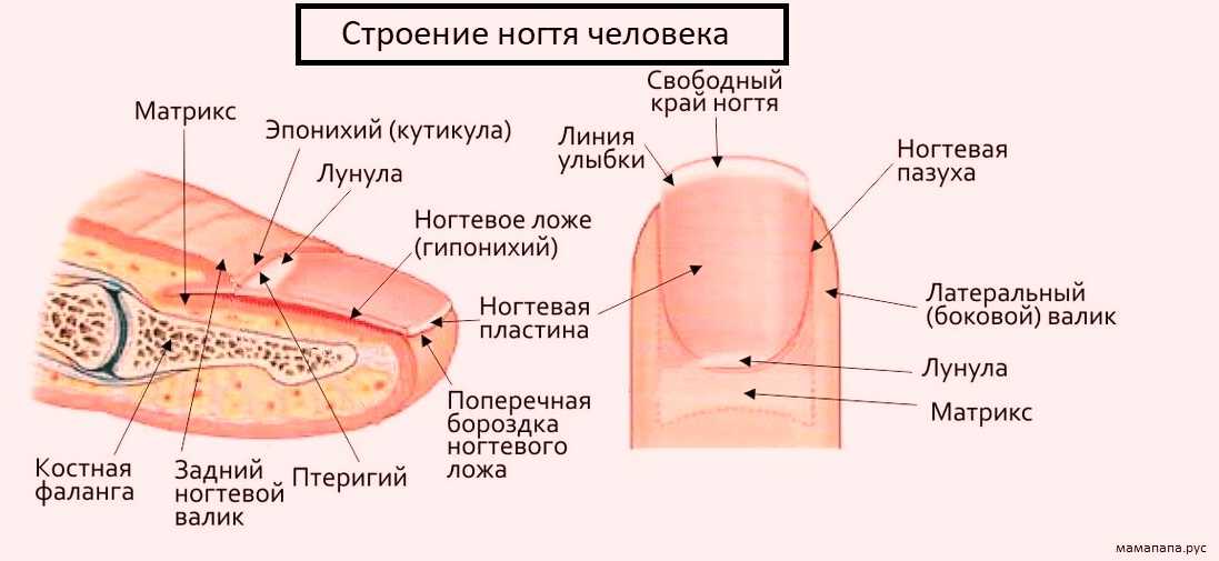 Отошел ноготь от ногтевой пластины что делать