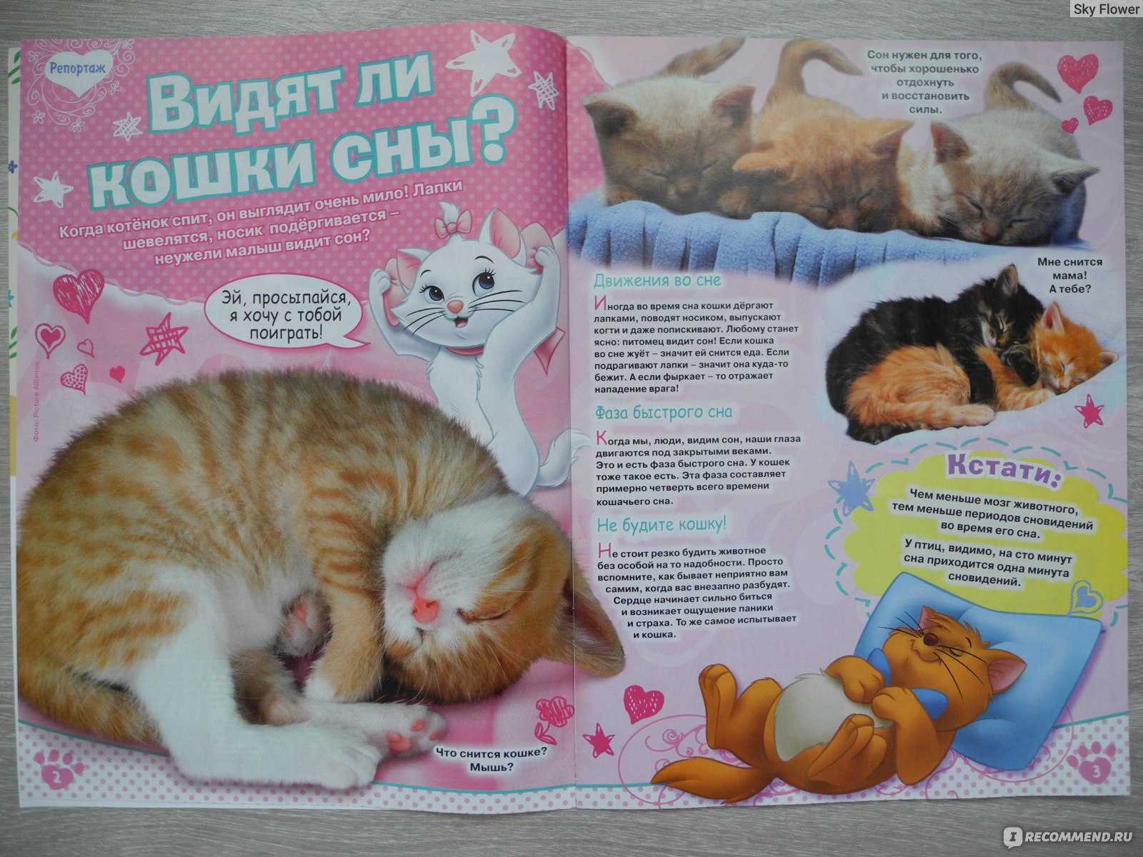 К чему снится кошка ест кошку