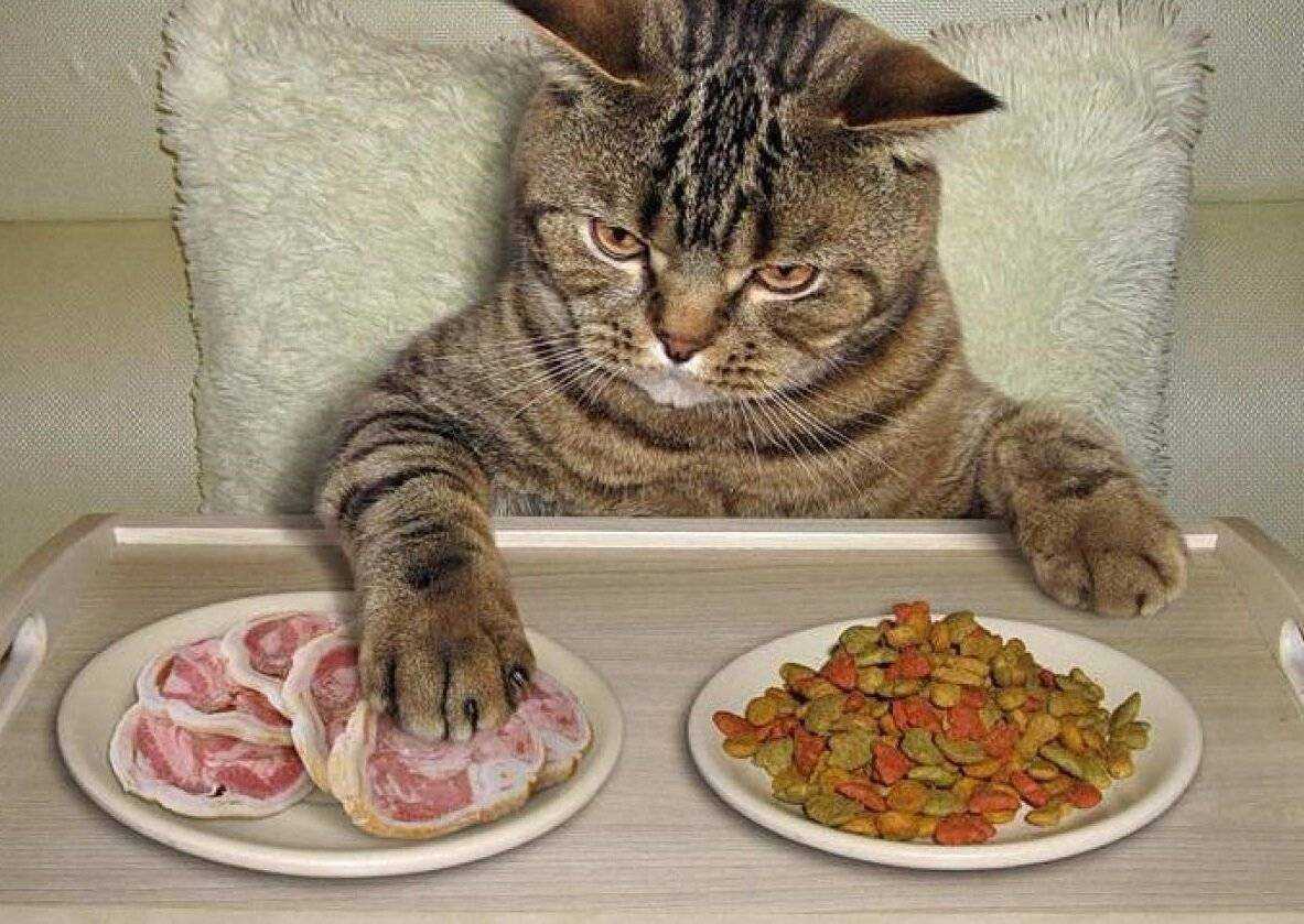 Котик с едой. Еда для кошек. Кот кушает. Накормить кота. Сонник кормить кошек