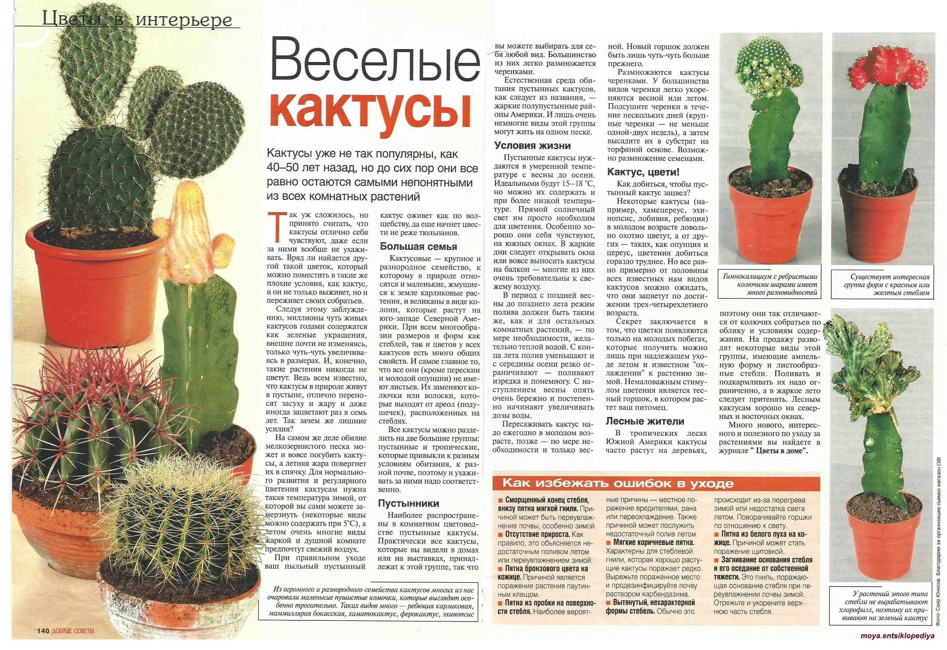 К чему снится кактус по соннику? видеть во сне кактус – толкование снов.