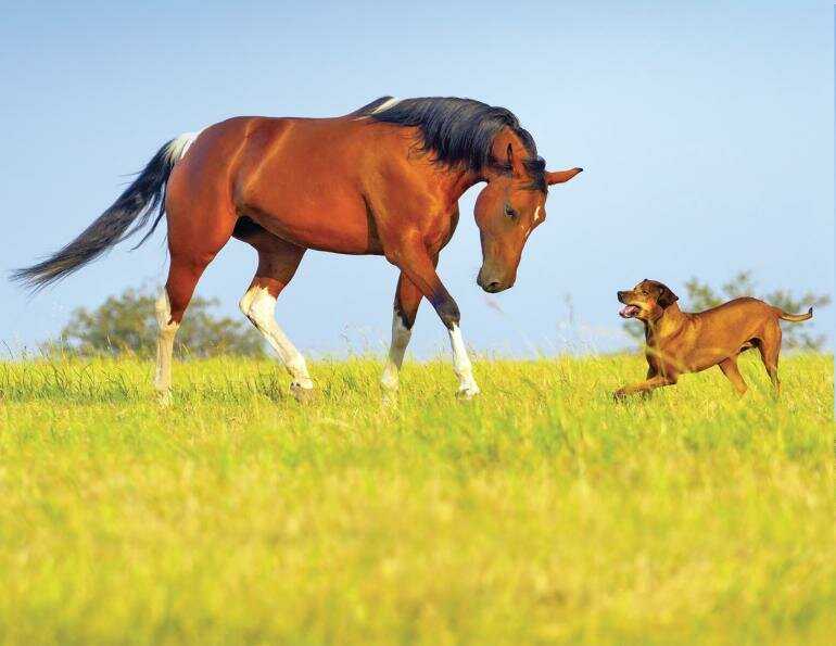 Совместимость лошади и собаки по китайскому гороскопу в любви, дружбе и работе