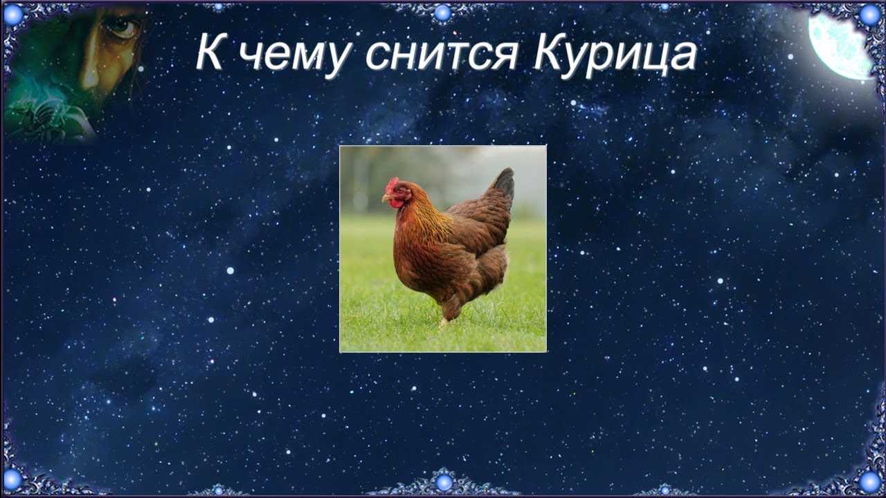 К чему снятся куры и цыплята: значение и толкование, что предвещает, чего ожидать - tolksnov.ru