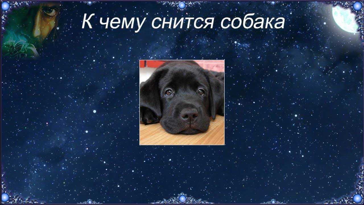 К чему снится черная собака. сонники про черную собаку во сне